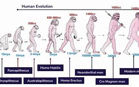 Image result for Evolution Chart