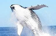 Image result for tonga island whale watching