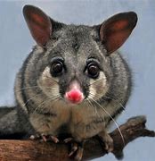 Image result for brushtail possums
