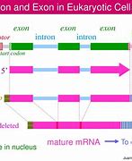 Image result for Introns and Exons in Transcription
