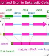 Image result for Gene Structure Exon and Intron