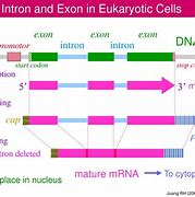 Image result for Exon Theory of Genes