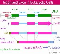 Image result for Gene Structure Exon-Intron