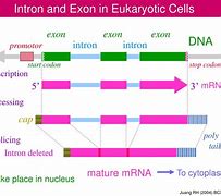 Image result for Exon Capping Intron