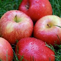 Image result for A Natural Apple