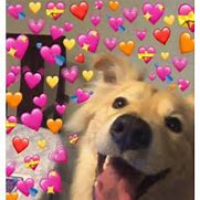 Image result for Love Heart Meme Dog