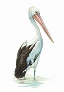 Image result for Pelican Illustration