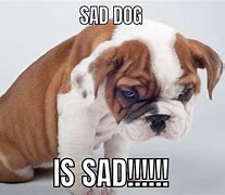 Image result for sad dogs memes
