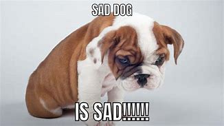 Image result for Sad Puppy Dog Meme