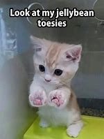 Image result for Super Cute Kitten Memes