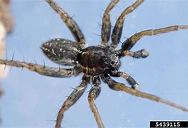 Image result for Ground Wolf Spider