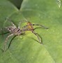 Image result for Cane Spider