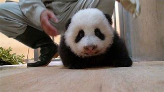 Image result for Panda Crawling