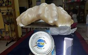 Image result for Giant Clam Pearl