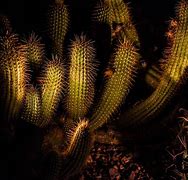 Image result for Cactus Forest Night