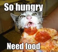 Image result for Hungery Cat Meme