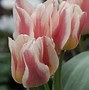 Image result for Tulipa Wonder Club