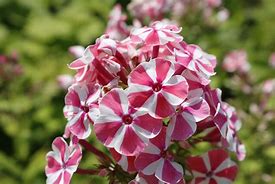 Image result for Phlox Peppermint Twist ® (Paniculata-Group)