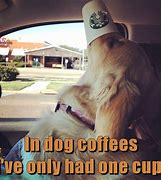Image result for Dog and Coffee Memes