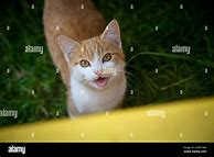 Image result for Red and White Tabby Cat