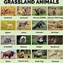 Image result for Animals Living in Grassland