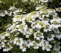 Image result for Viburnum plicatum Sum. Snowflake