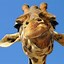 Image result for Giraffe Funny Face