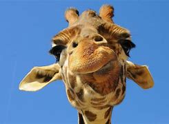 Image result for Primary School Giraffe Funny