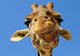 Image result for Funny Giraffe Face