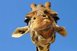 Image result for Funny Animal Giraffe