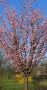 Image result for Prunus sargentii