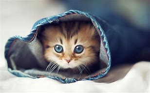 Image result for Cute Photos HD