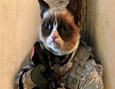 Image result for Cat Army Meme