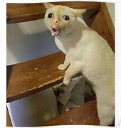 Image result for 2017 Choking Cat Meme