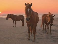 Image result for Assateague Island Horses Round Up Photography