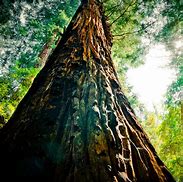 Image result for iPad Wallpaper Trees