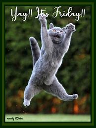 Image result for Happy Happy Happy Cat Jumping