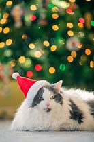 Image result for Cat Under Christmas Tree