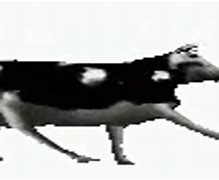 Image result for Dancing Polish Cow Meme