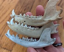 Image result for Possum Jawbone
