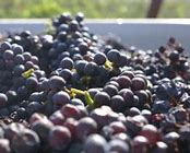 Image result for Black Rot On Grapes