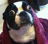Image result for No Words Funny Stress Out Animal