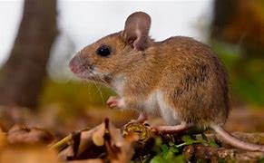 Image result for Mouse the Animal