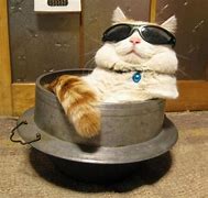 Image result for Funny Cat Poses