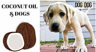 Image result for Coconut Oil Dogs