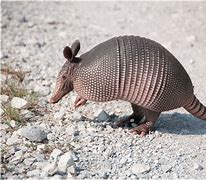 Image result for Armadillo Standing Up Meme