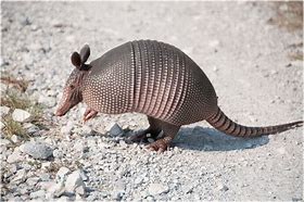 Image result for Drunke Armadillo