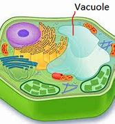 vacuole 的图像结果