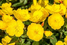 Image result for Perennial Climbing Flowers