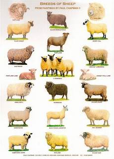 Sheep Breeds Tumblr
